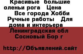 Красивые  большие оленьи рога › Цена ­ 3 000 - Все города Хобби. Ручные работы » Для дома и интерьера   . Ленинградская обл.,Сосновый Бор г.